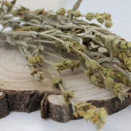 Mursalský čaj, hojník horský  - nať - Sideritis scardica - Herba sideritis scardica